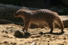 ZOO Vídeň
